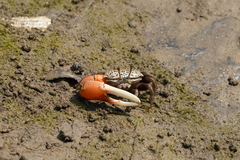Tubuca acuta