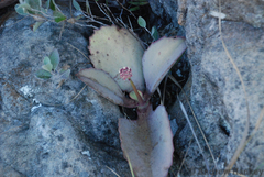 Kalanchoe