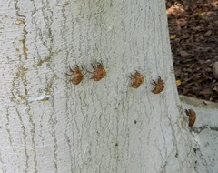 Cicadidae