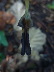Aristolochia ovalifolia