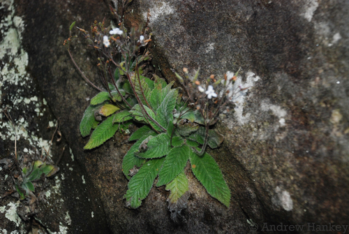 Streptocarpus ibityensis, photograph 3