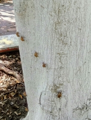 Cicadidae