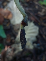 Aristolochia ovalifolia