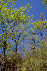 Terminalia melanocarpa