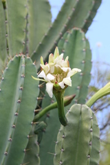 Cereus hildmannianus