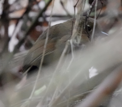 Perija Antpitta (Grallaria saltuensis), photo 8