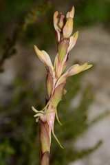 Satyrium stenopetalum