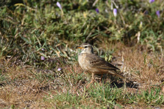 Anthus leucophrys