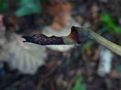 Aristolochia ovalifolia