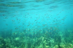 Spratelloides robustus