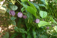 Passiflora riparia