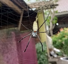 Nephila vitiana