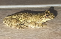 Dendropsophus soaresi