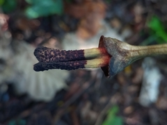 Aristolochia ovalifolia