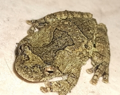 Dendropsophus soaresi