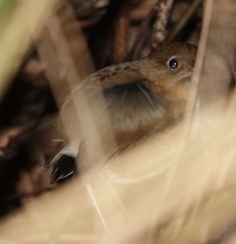 Perija Antpitta (Grallaria saltuensis), photo 4