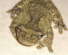 Dendropsophus soaresi