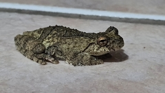 Dendropsophus soaresi