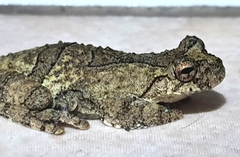 Dendropsophus soaresi