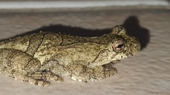 Dendropsophus soaresi