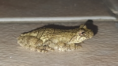 Dendropsophus soaresi