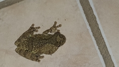 Dendropsophus soaresi