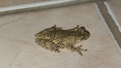 Dendropsophus soaresi