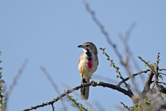 Rhodophoneus cruentus