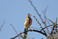 Rhodophoneus cruentus