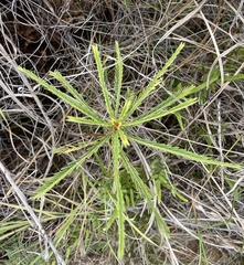 Phyllanthus saffordii