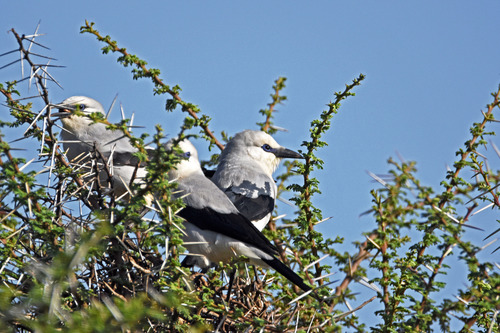 Ethiopian Bushcrow (Zavattariornis stresemanni), photo 3