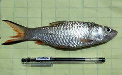 Hampala macrolepidota