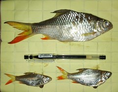 Barbonymus schwanefeldii