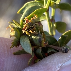 Asphondylia digitata