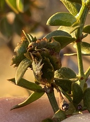 Asphondylia digitata