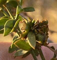 Asphondylia digitata