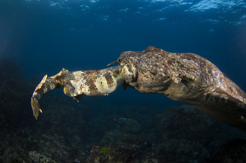 Gulf Wobbegong, New South Wales, Australia, photo 6 of 10