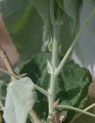 Abutilon auritum