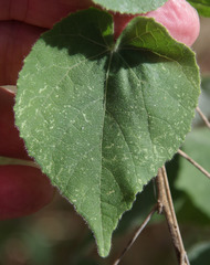 Abutilon auritum