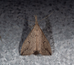 Trigonistis demonias