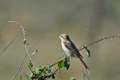 Lanius phoenicuroides