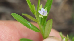 Polygala triflora