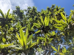 Lyonothamnus floribundus floribundus