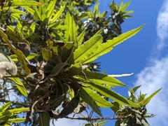 Lyonothamnus floribundus floribundus