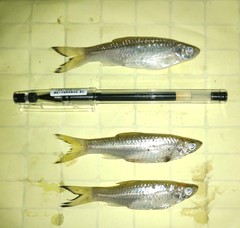 Rasbora dusonensis