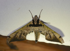 Adhemarius sexoculata