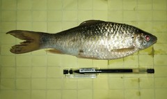 Osteochilus