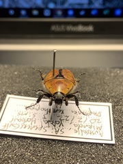 Diaphonia xanthopyga