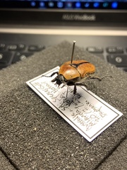 Diaphonia xanthopyga