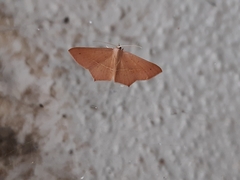 Lepidoptera